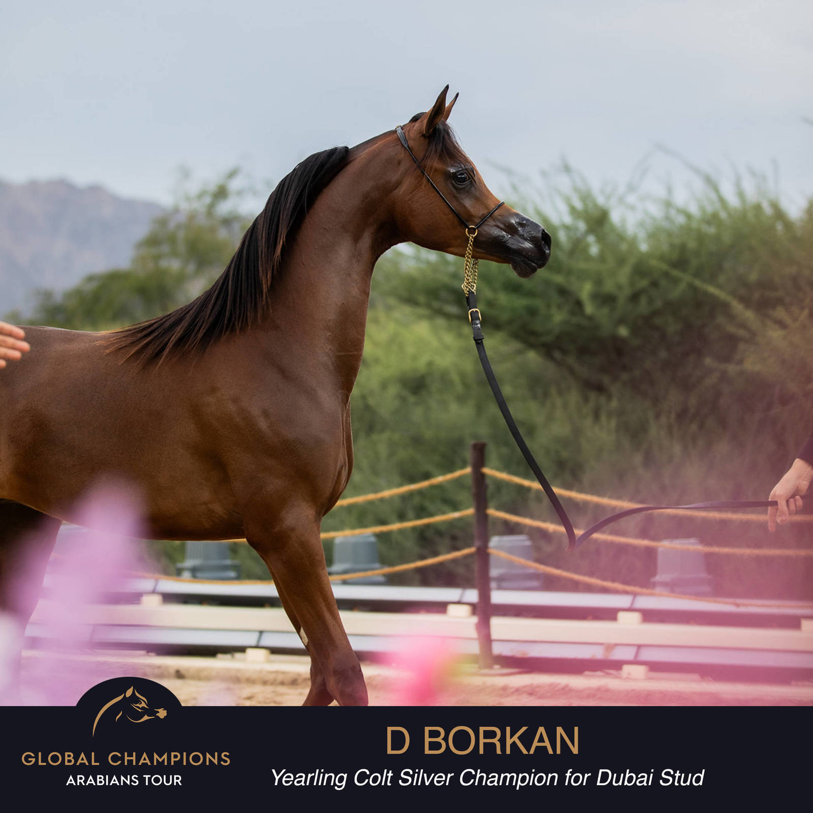 Championship Day Global Champions Arabians Tour, Muscat