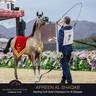 Championship Day Global Champions Arabians Tour, Muscat