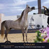 Championship Day Global Champions Arabians Tour, Muscat