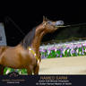 Championship Day Global Champions Arabians Tour, Muscat