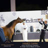 Championship Day Global Champions Arabians Tour, Muscat