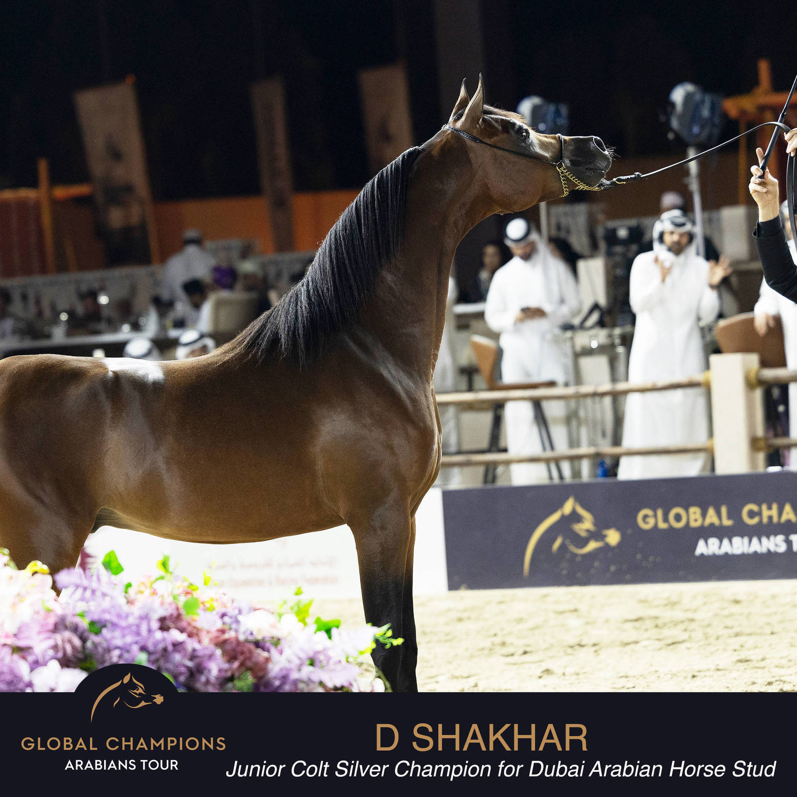 Championship Day Global Champions Arabians Tour, Muscat