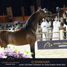 Championship Day Global Champions Arabians Tour, Muscat