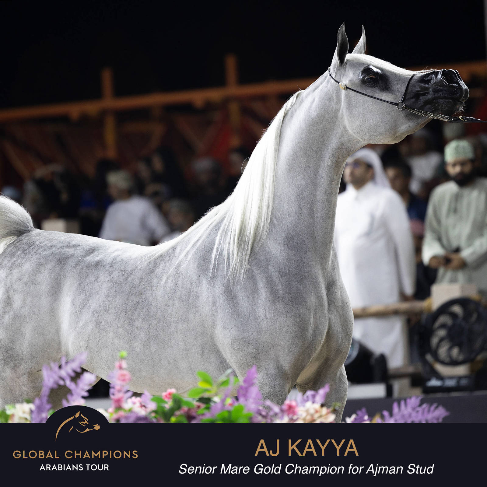Championship Day Global Champions Arabians Tour, Muscat