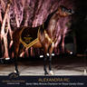 Championship Day Global Champions Arabians Tour, Muscat
