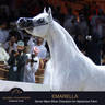 Championship Day Global Champions Arabians Tour, Muscat