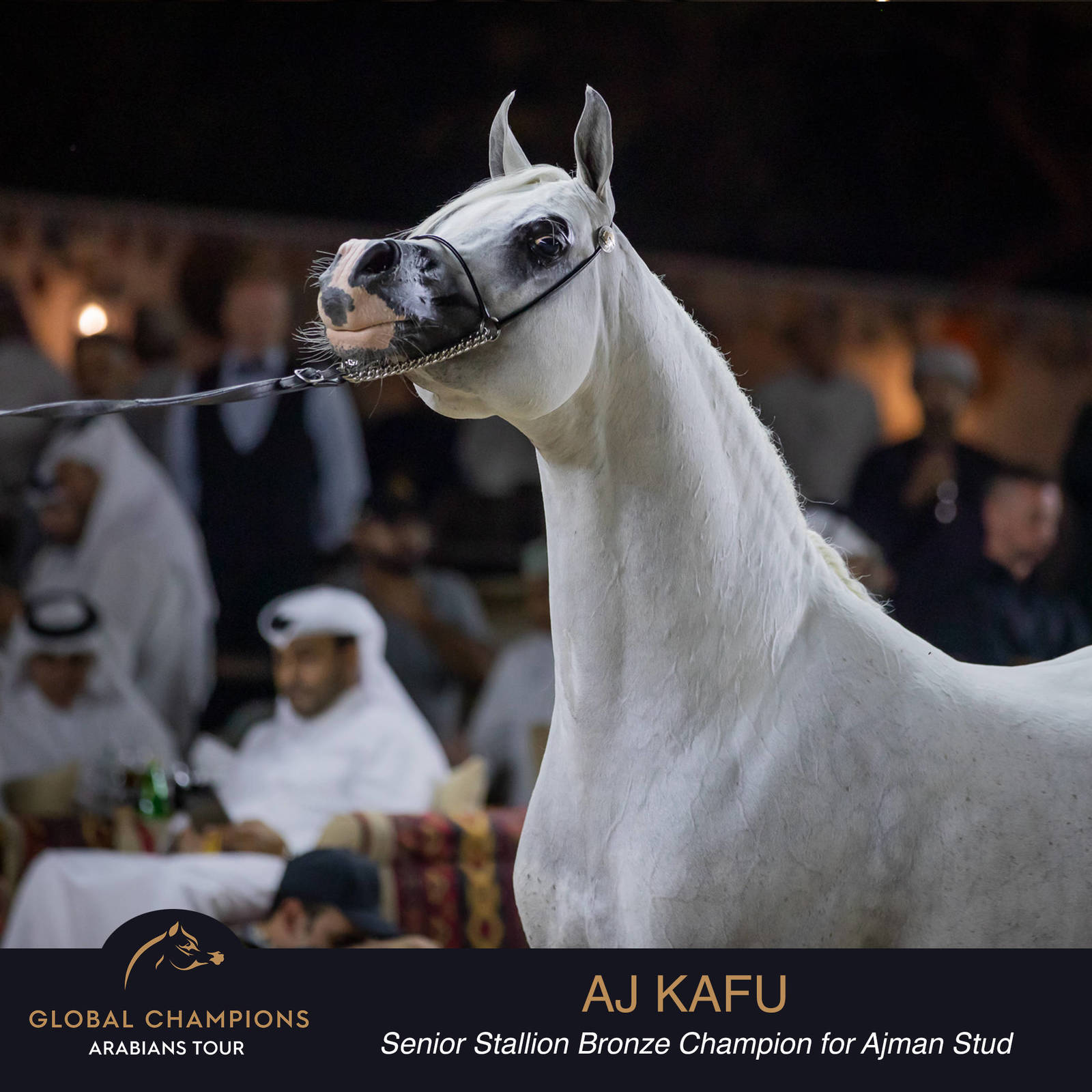 Championship Day Global Champions Arabians Tour, Muscat