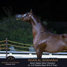 Championship Day Global Champions Arabians Tour, Muscat