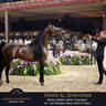 Championship Day Global Champions Arabians Tour, Muscat