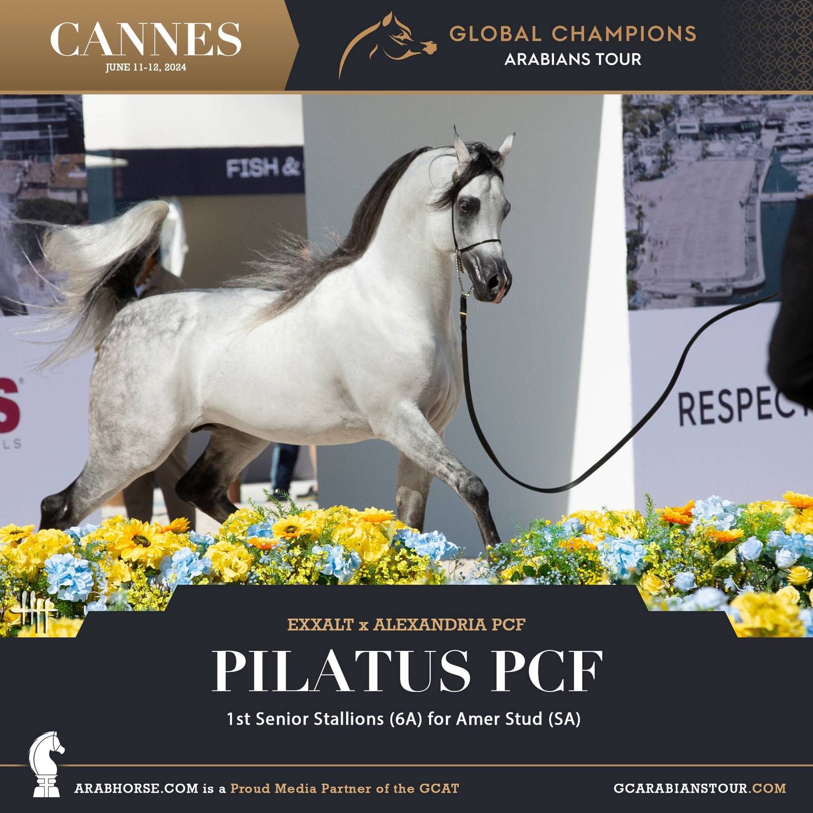 Photos: 2024 Qualifying Classes | Global Champions Arabians Tour Cannes