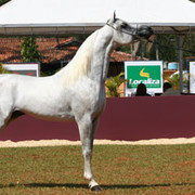 greystallion.jpg