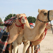 camel3.jpg