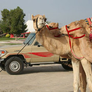 camel4.jpg
