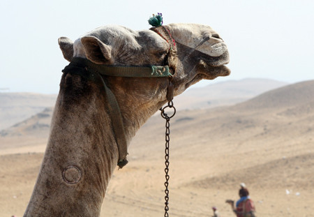 camel2.jpg