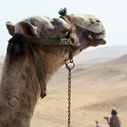 camel2.jpg