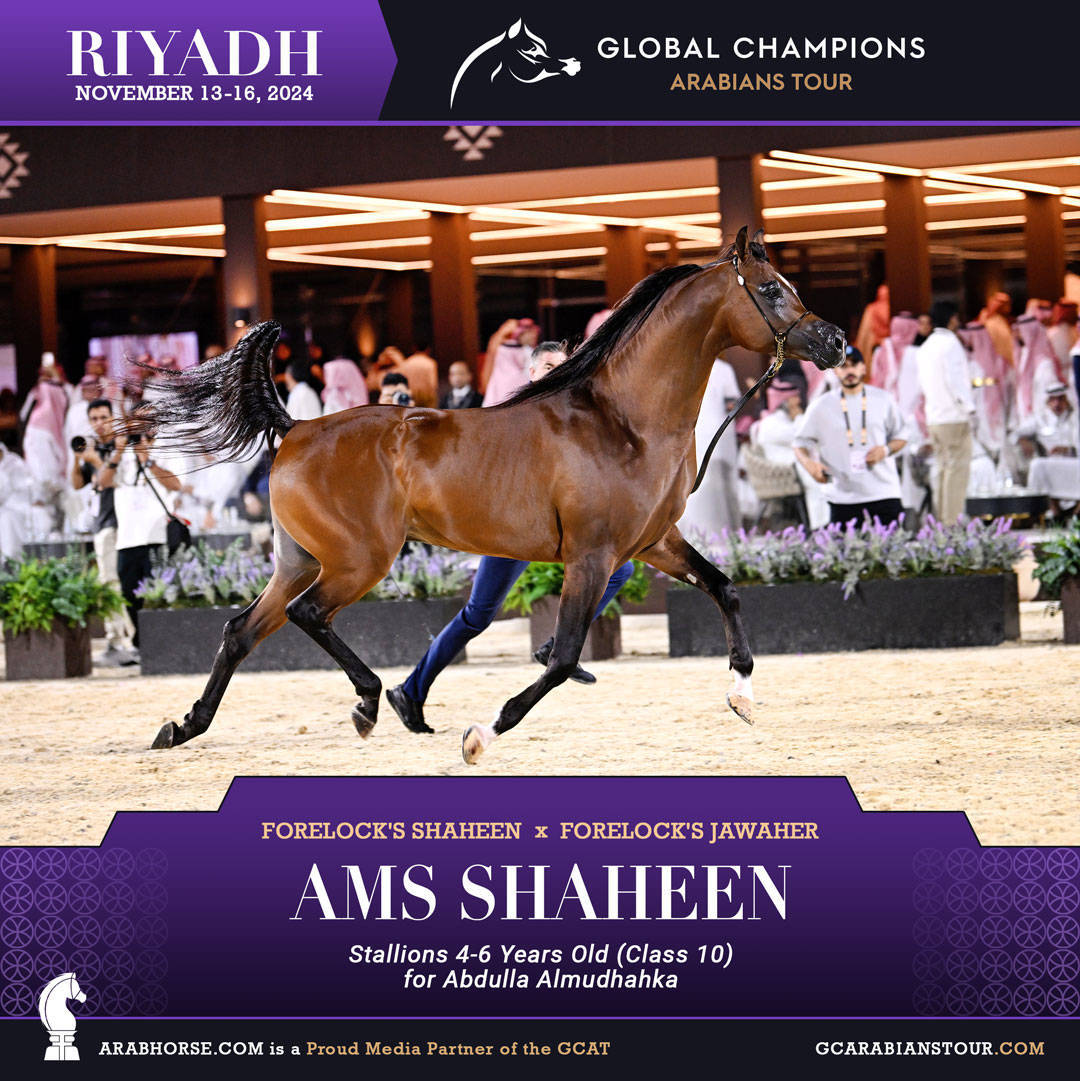 DAY 3: MARVELLOUS MARES AND STELLAR STALLIONS