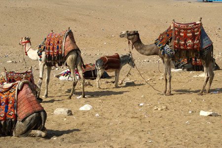 camels.jpg