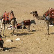 camels.jpg