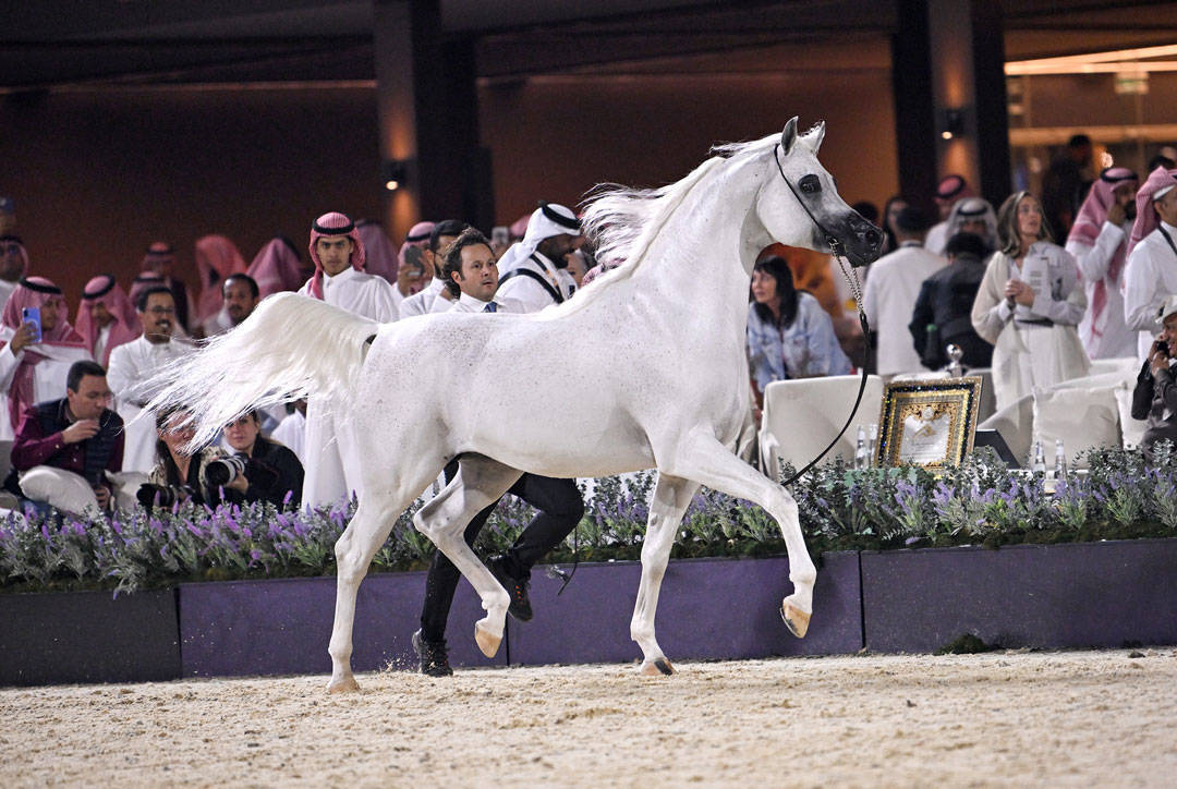 DAY 3: MARVELLOUS MARES AND STELLAR STALLIONS