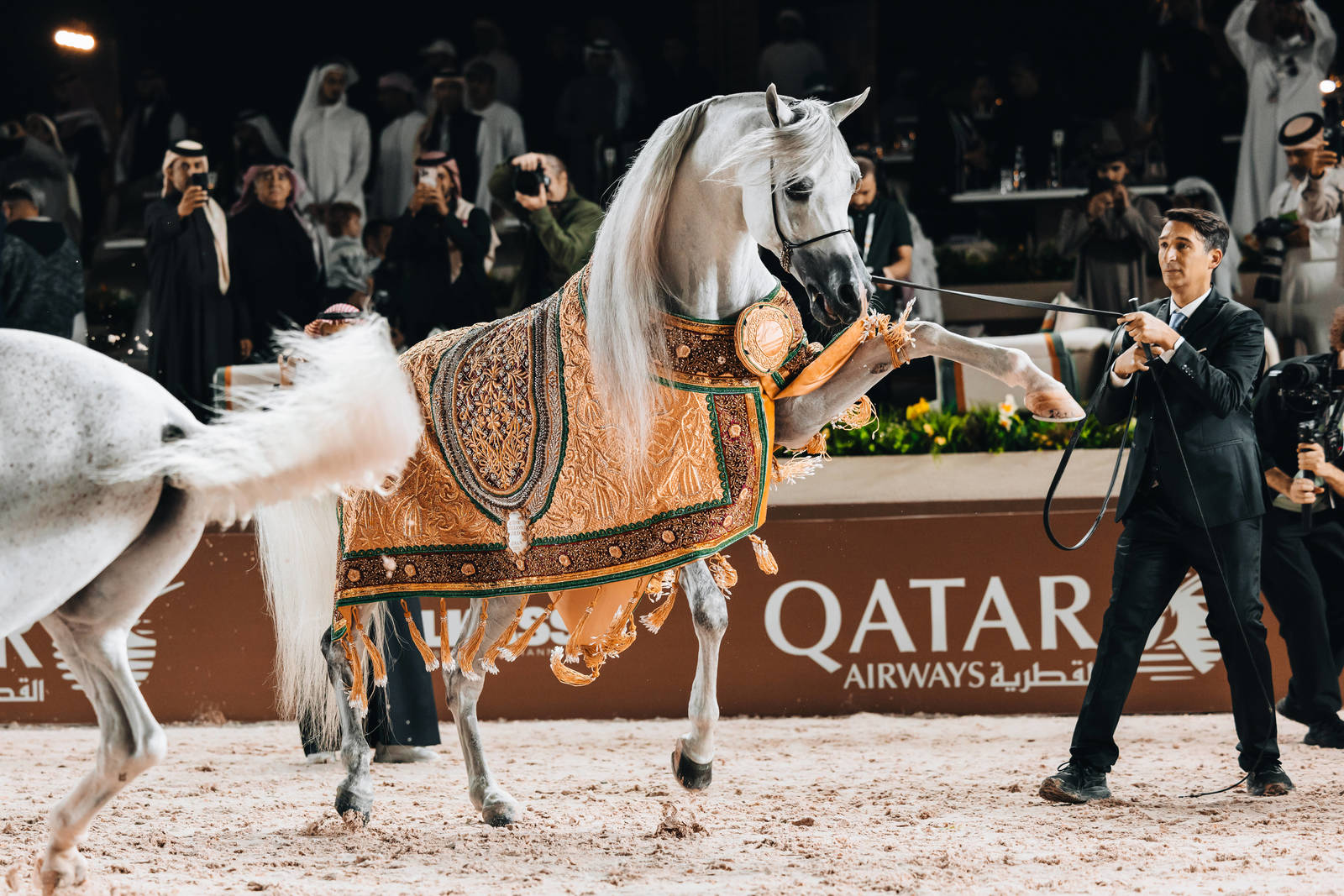 D Seraj Takes Gold in the Senior Stallion Championships at GCAT Ajman Stage