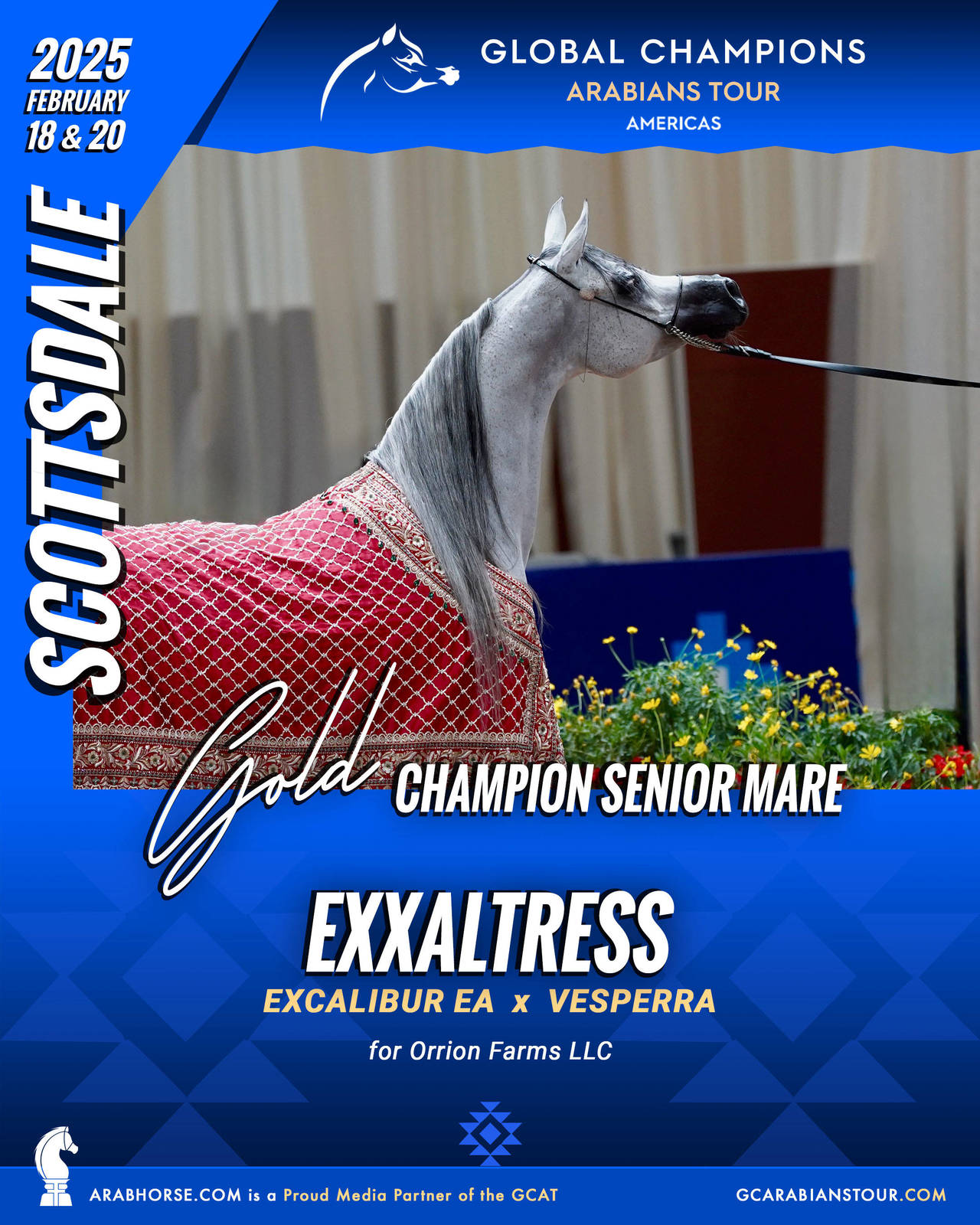 A New Era for Arabian Horses: The Global Champions Arabians Tour Arrives in the Americas