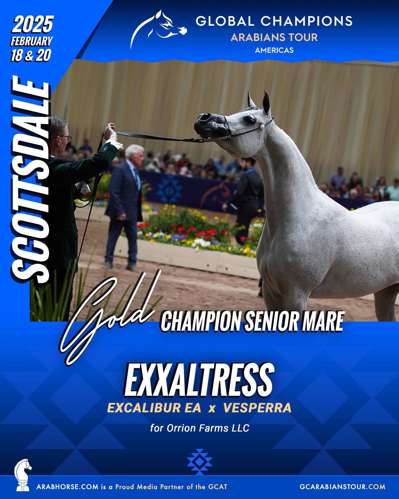 A New Era for Arabian Horses: The Global Champions Arabians Tour Arrives in the Americas