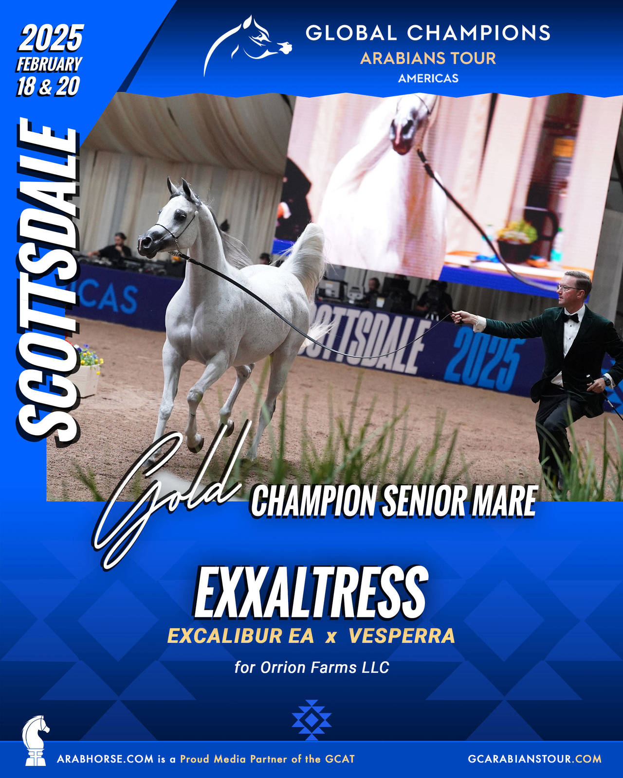 A New Era for Arabian Horses: The Global Champions Arabians Tour Arrives in the Americas