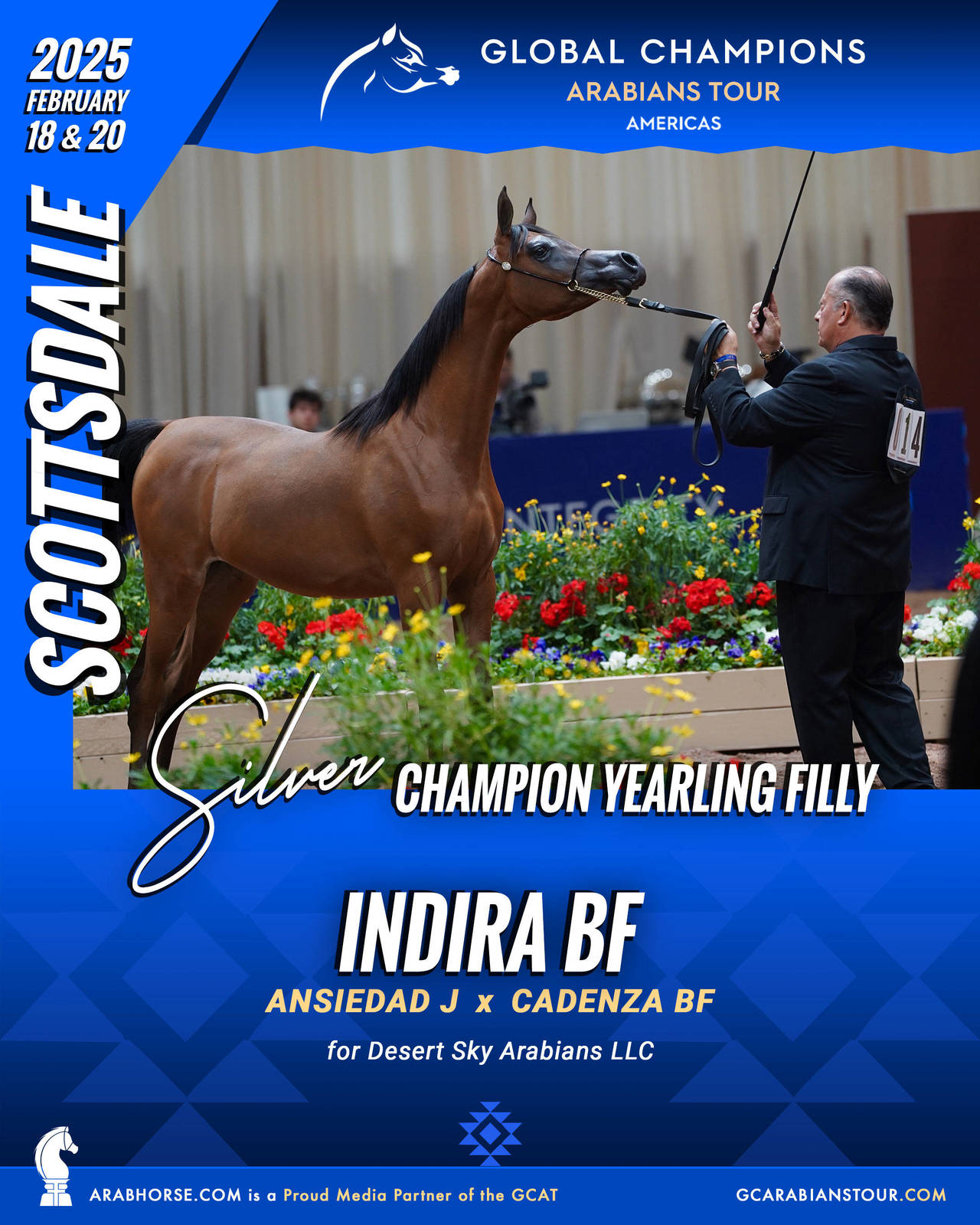 A New Era for Arabian Horses: The Global Champions Arabians Tour Arrives in the Americas