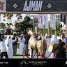 Global Champions Arabians Tour Ajman 2025 – Photo Gallery