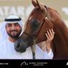 Global Champions Arabians Tour Ajman 2025 – Photo Gallery