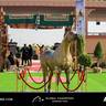 Global Champions Arabians Tour Ajman 2025 – Photo Gallery