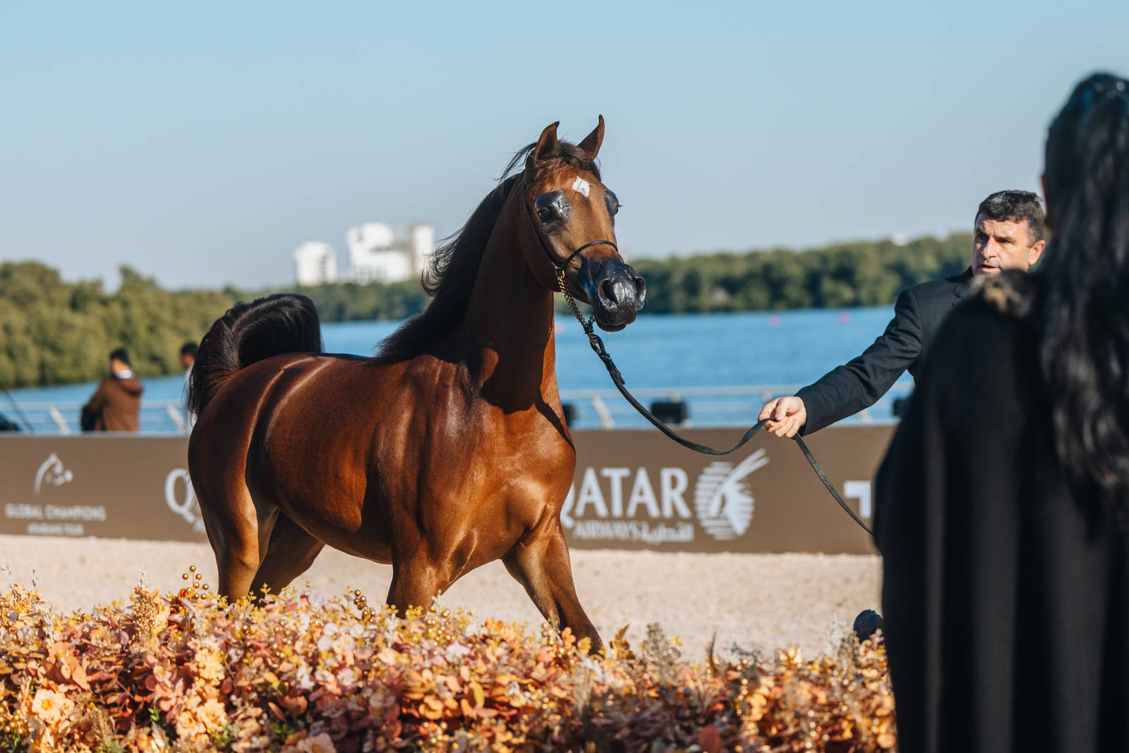Ajman’s Al Zorah Beach Welcomes the Global Champions Arabians Tour 2025