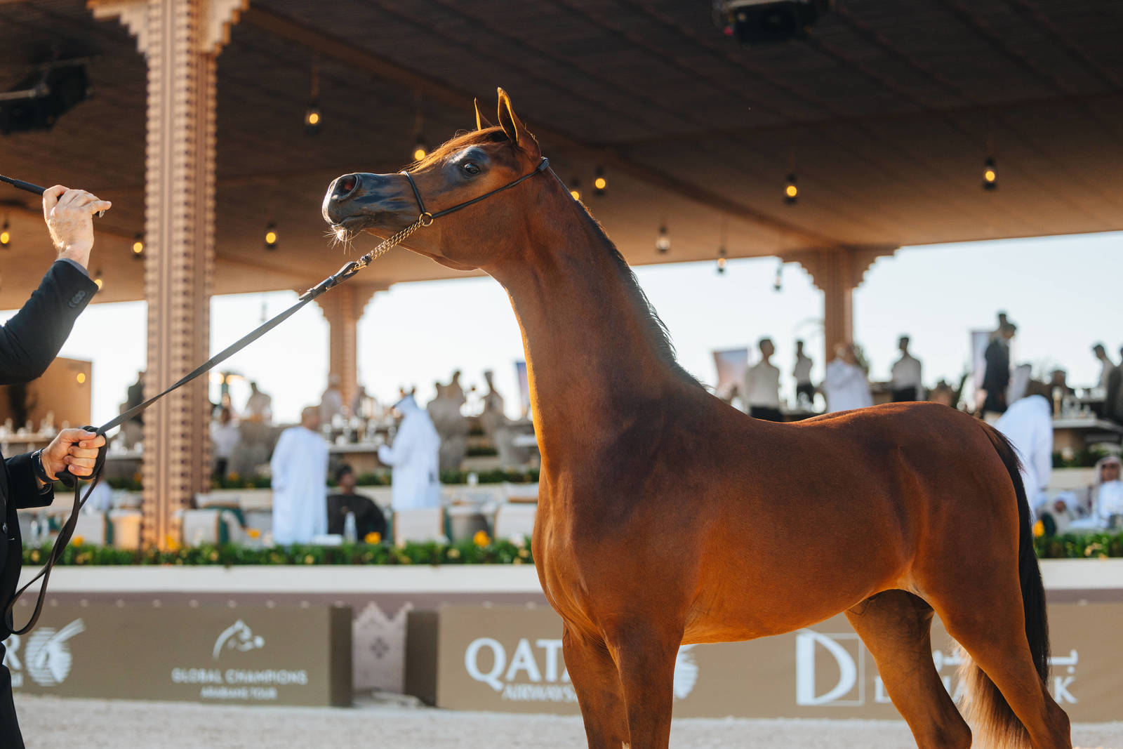 Ajman’s Al Zorah Beach Welcomes the Global Champions Arabians Tour 2025