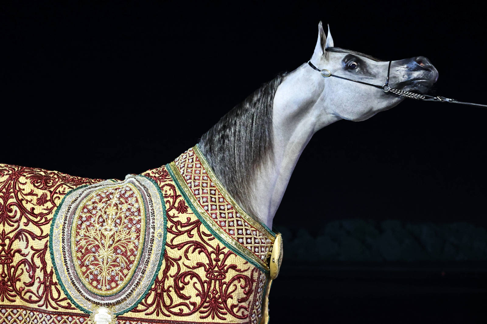 Ajman’s Al Zorah Beach Welcomes the Global Champions Arabians Tour 2025