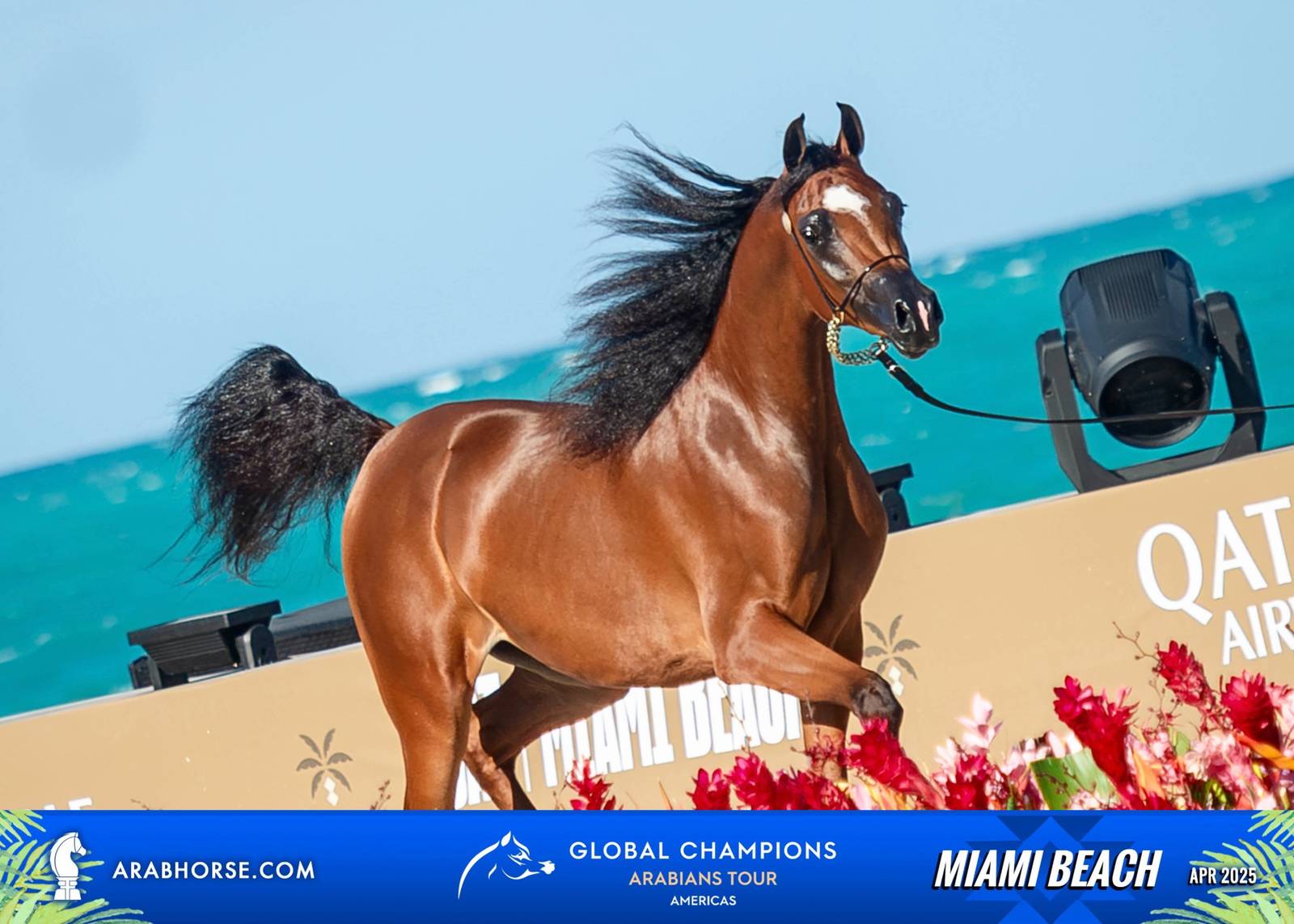  Global Champions Arabians Tour Miami Beach 2025: A Showcase of Champions