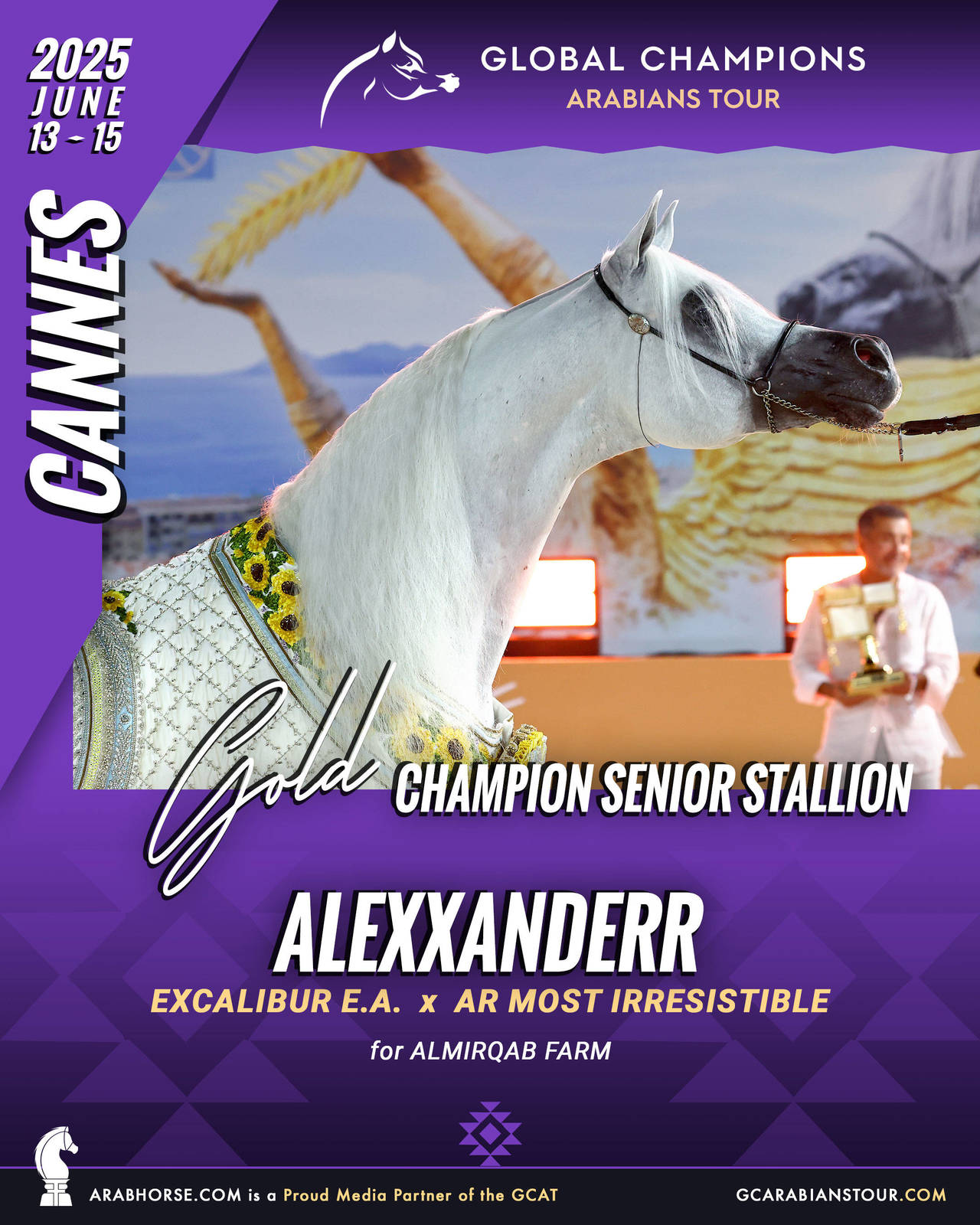 GOLD Senior Stallions Champion - GCAT Cannes 2025