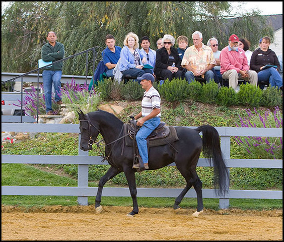 Nightstar SMF  - by BB Thee Renegade x Shaia+ 