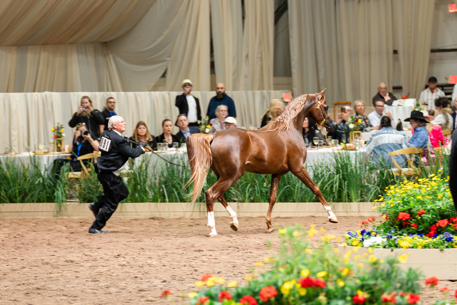 Global Champions Arabians Tour Returns to Scottsdale