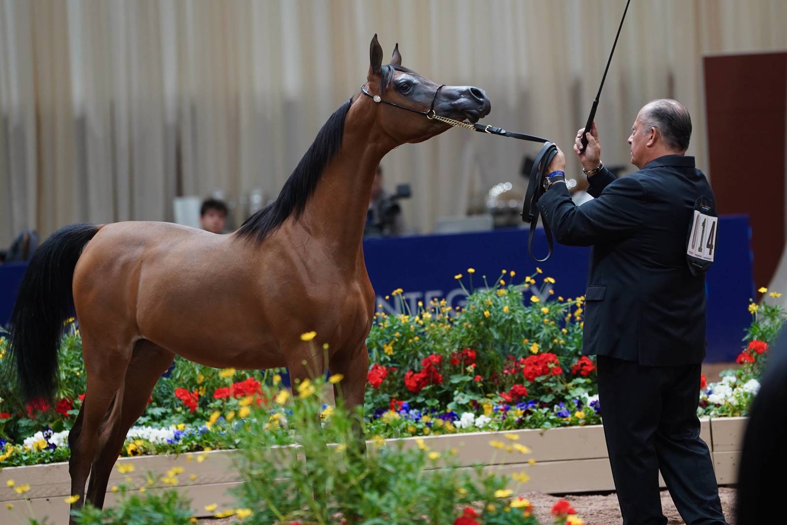 Global Champions Arabians Tour Returns to Scottsdale