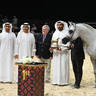 Senior Stallion Bronze Champion: Al Aryam Shklaan 