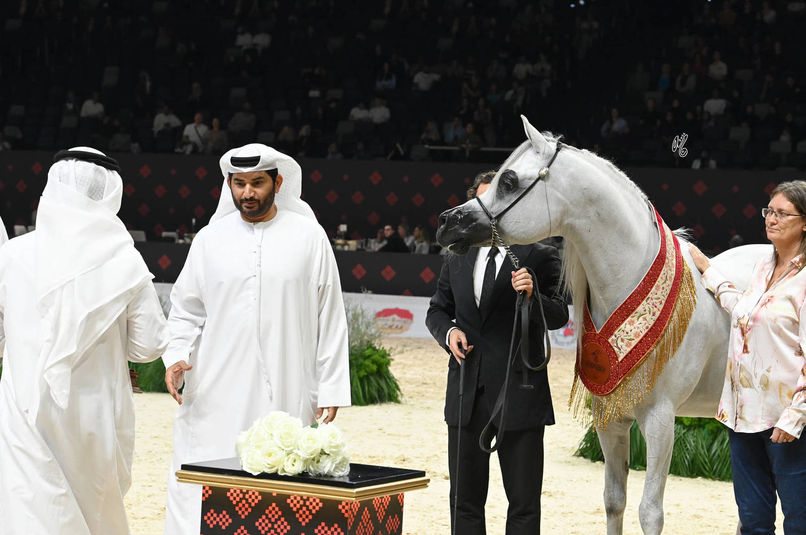 Senior Stallion Bronze Champion: Al Aryam Shklaan 