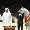 Senior Stallion Bronze Champion: Al Aryam Shklaan 