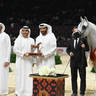 Senior Stallion Bronze Champion: Al Aryam Shklaan 