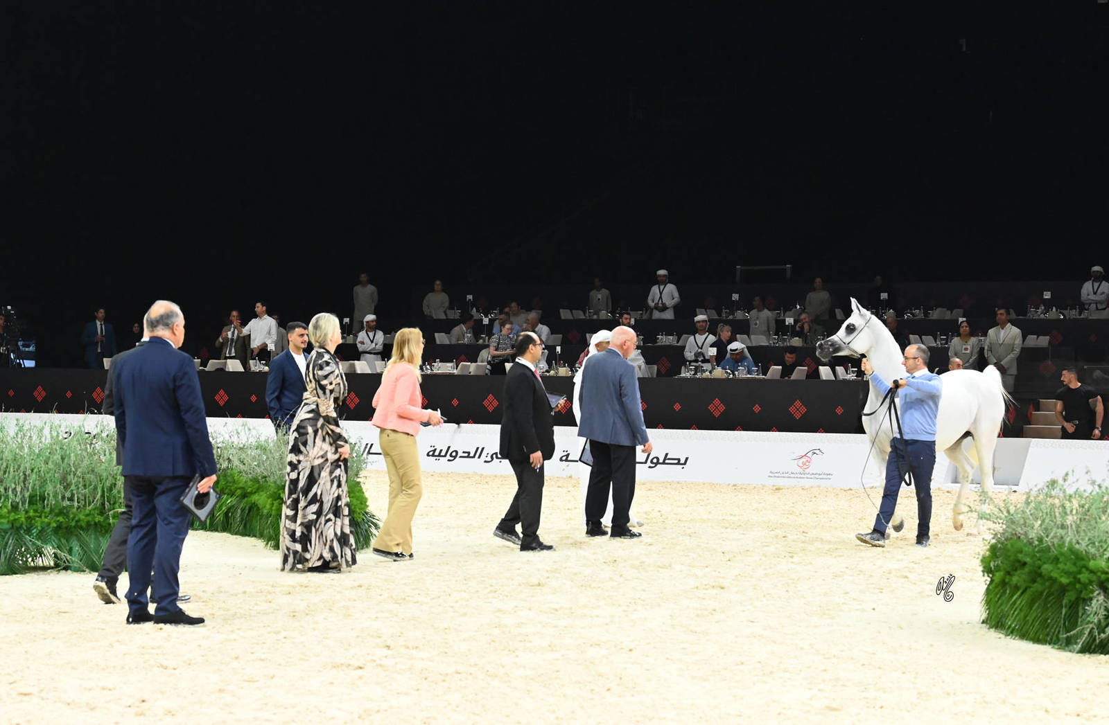 Senior Mare Gold Champion: AJ Asai