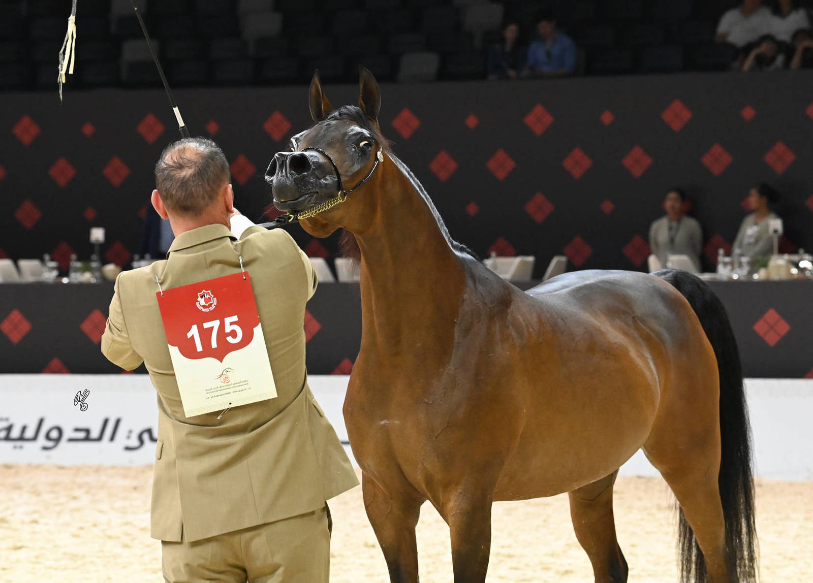 Senior Mare Silver Champion: AJ Tarim 