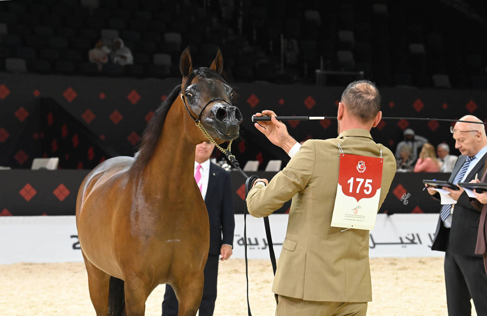 Senior Mare Silver Champion: AJ Tarim 