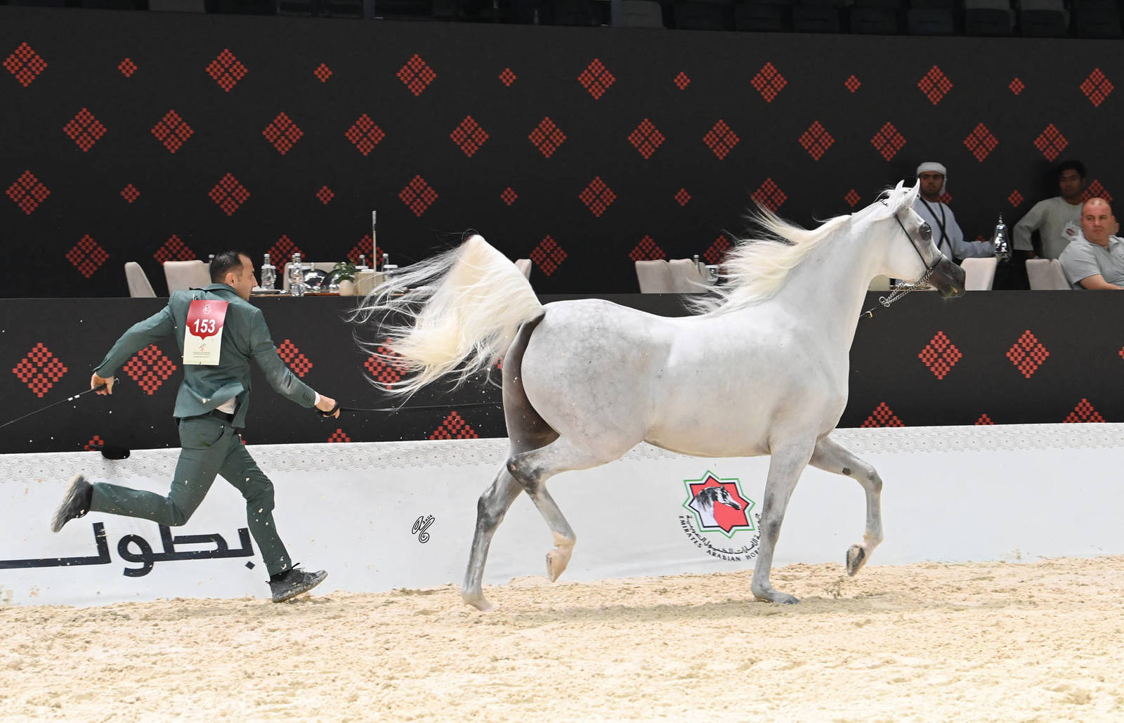 Senior Mare Bronze Champion: E.S. Salma 