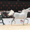 Senior Mare Bronze Champion: E.S. Salma 