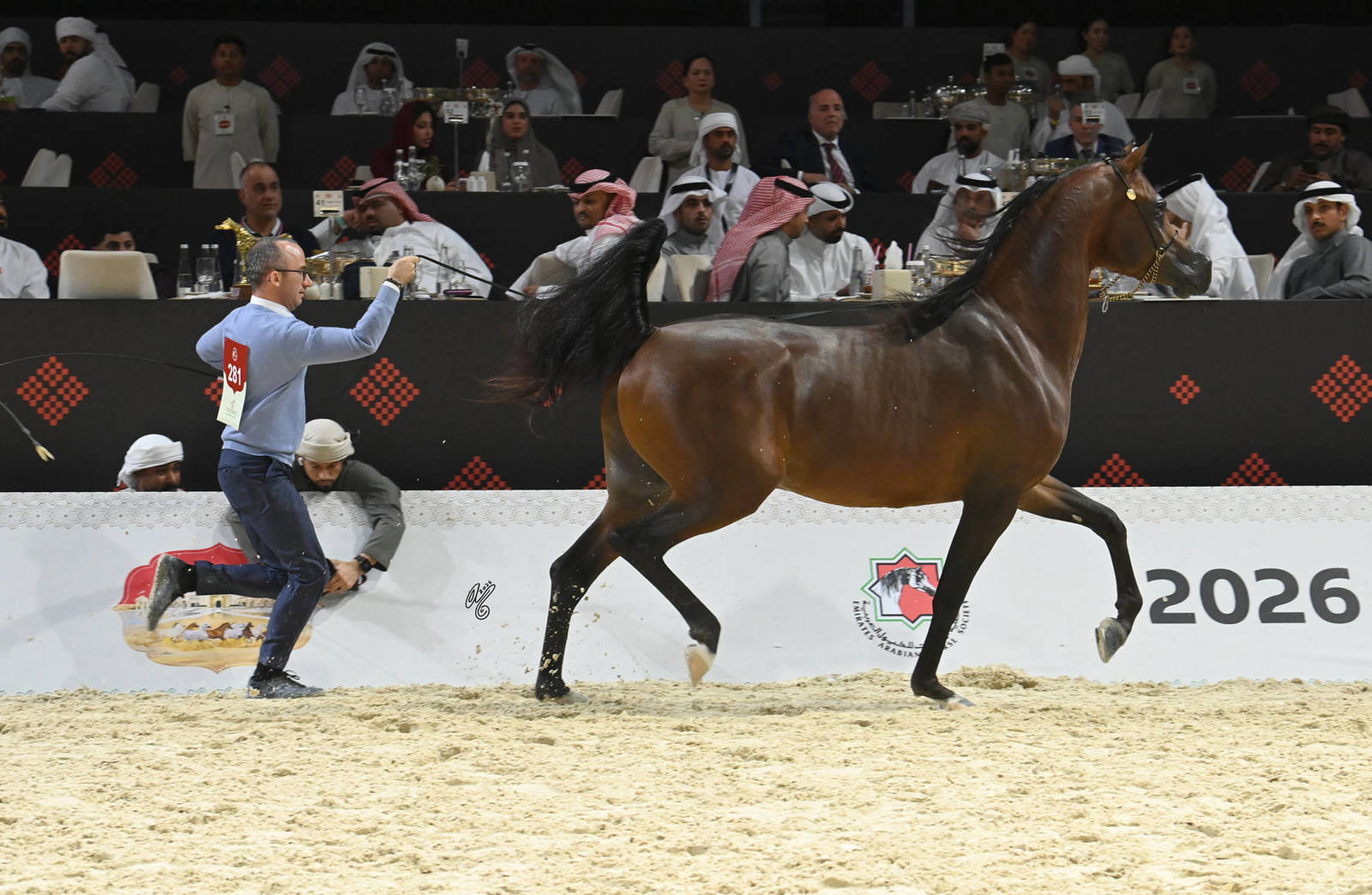 Junior Colt Gold Champion: Rasheed Albidayer 