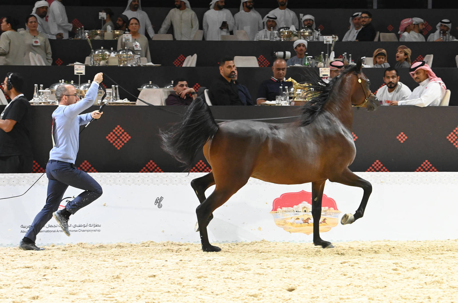 Junior Colt Silver Champion: BV Chazan 